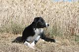 BORDER COLLIE 167